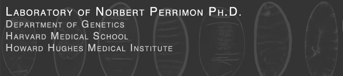 Perrimon Lab